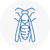 Madeley Wasp Nest Removal
